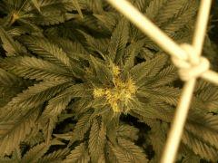 bud1