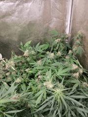 Blue Mystic