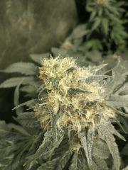 White Widow