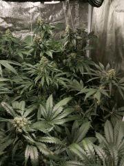 flo42bis