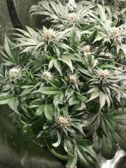 sensi skunk
