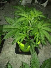 DebutFlo3
