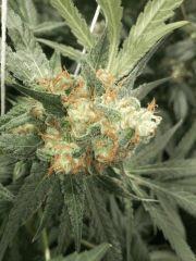 Blue Mystic