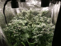 7 plantes