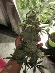 massive Bud