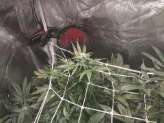 buds3