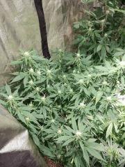 Blue Mystic Flo