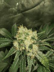 Critical
