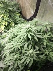 Critical Flo