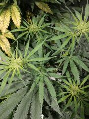jeune sativa3