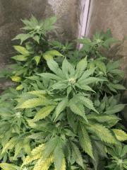 White Widow Flo