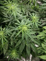 jeune sativa