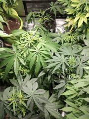 Sativa Stretch