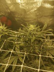 buds2