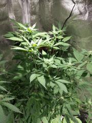 OG Kush Flo