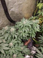 bonzai