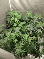 clones taille