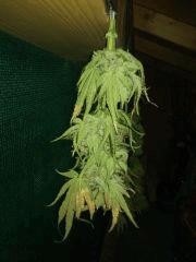 purple Bud