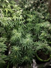 sativas rempotes