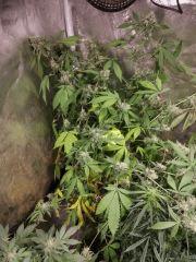 OG Kush