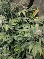 White Widow