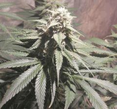 OG Kush Zoom