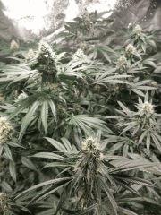 flo37 zoom
