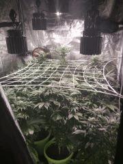 buds
