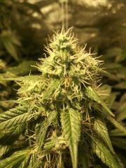 OG Kush