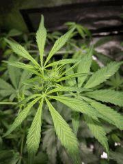 jeune sativa2