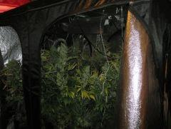 moby dick 6