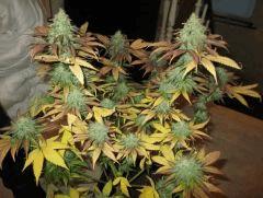 melon Gum