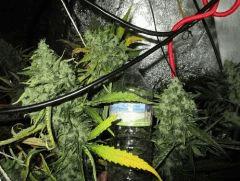 moby dick 1