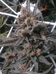 Critical cut mai 2016