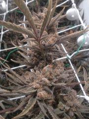 Critical cut mai 2016