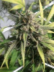 Critical cut mai 2016