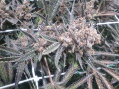 Critical cut mai 2016