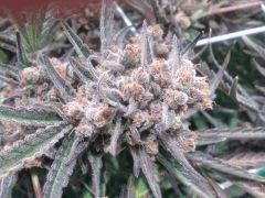 Critical cut mai 2016