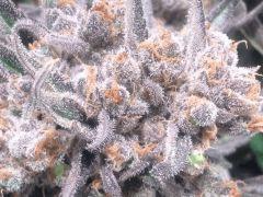 Critical cut mai 2016