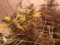 Critical cut mai 2016