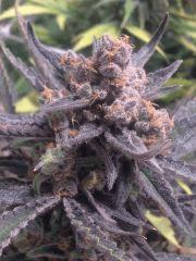 Critical cut mai 2016