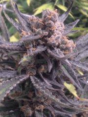 Critical cut mai 2016