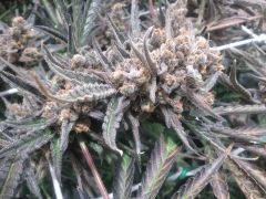 Critical cut mai 2016