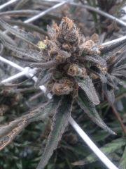 Critical cut mai 2016