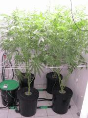 Dimlux 315w CMH