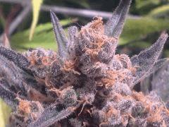 Critical cut mai 2016