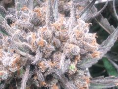 Critical cut mai 2016