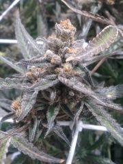 Critical cut mai 2016