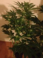 Flo+17 cob led 150w