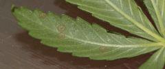 IMG 0543 zoom